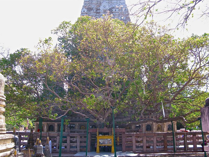 Файл:Bodhitree.jpg